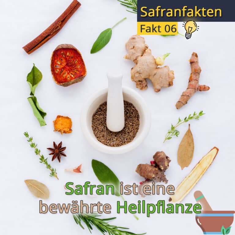 heilpflanze-safran