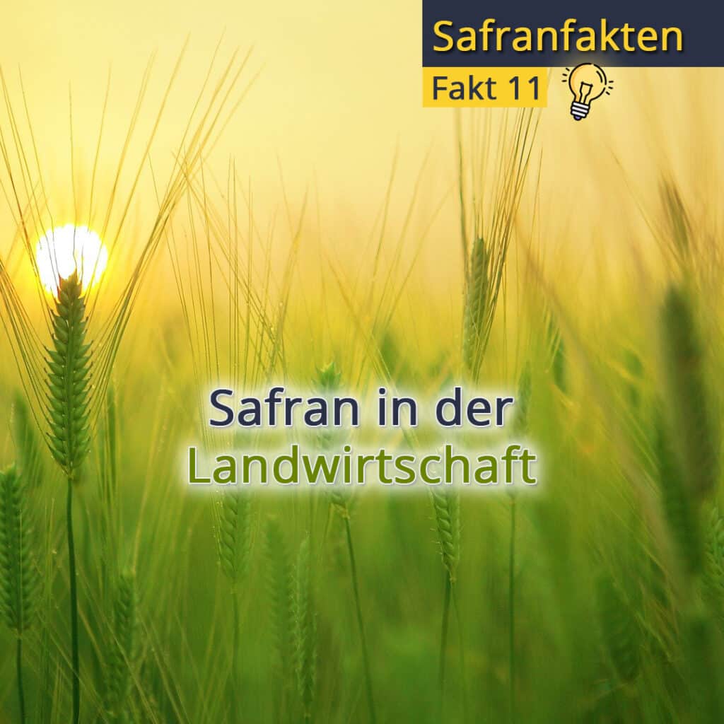 safraninderlandwirtschaft