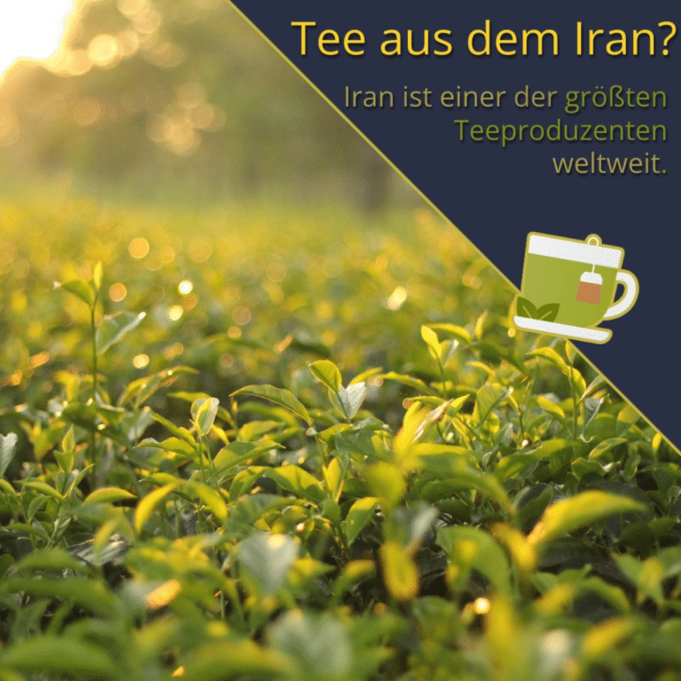 Teefelder im Iran